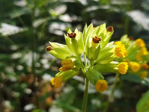 Image of Primula veris subsp. canescens (Opiz) Lüdi