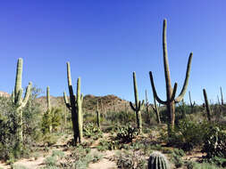 Image of saguaro