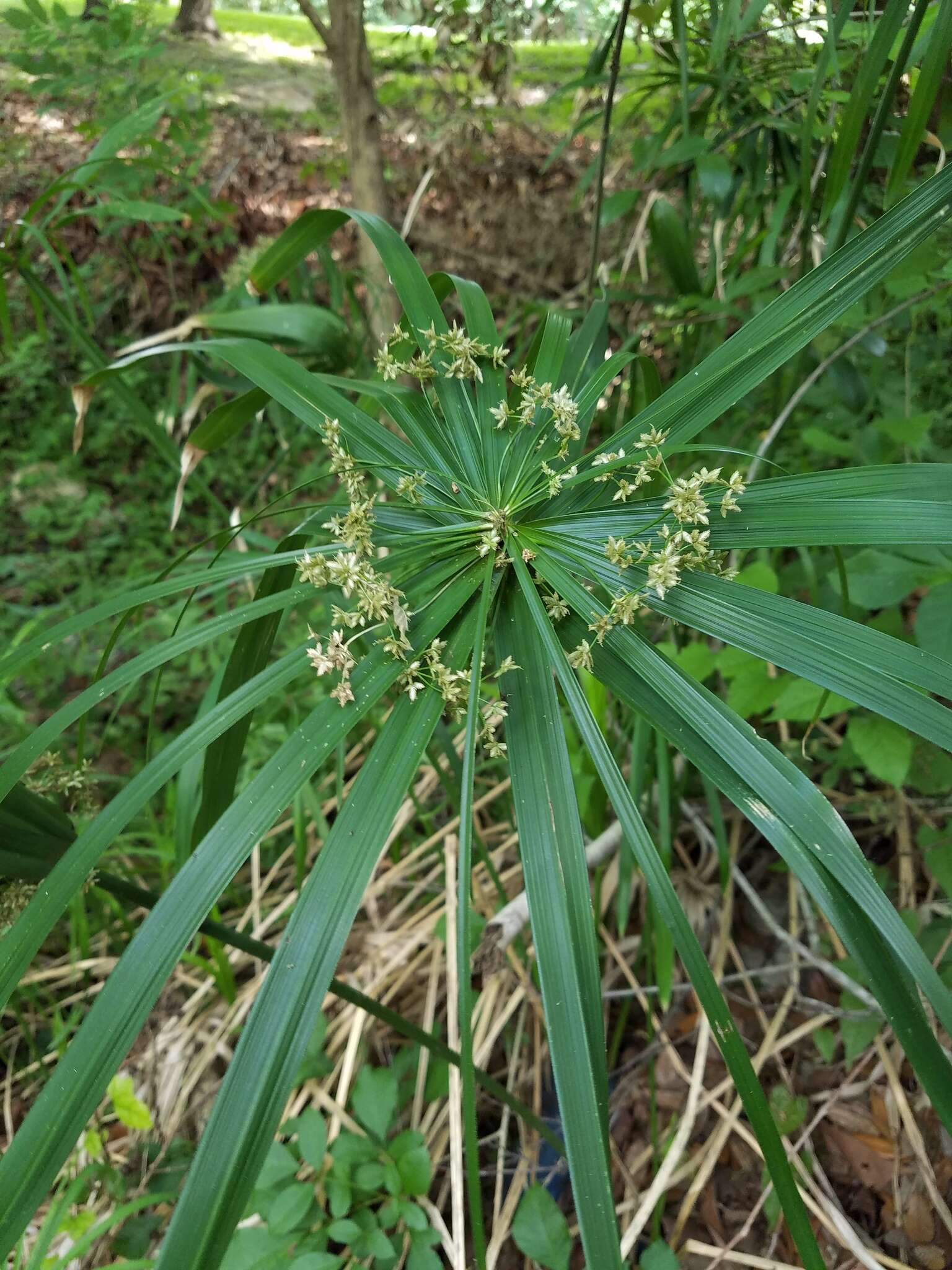 Image of Cyperus alternifolius subsp. flabelliformis Kük.