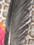 Sivun Pyrrhocorax pyrrhocorax erythroramphos (Vieillot 1817) kuva