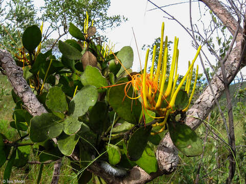 Image of Psittacanthus robustus (Mart.) Mart.