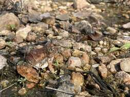 Image of Marbled Sand Frog