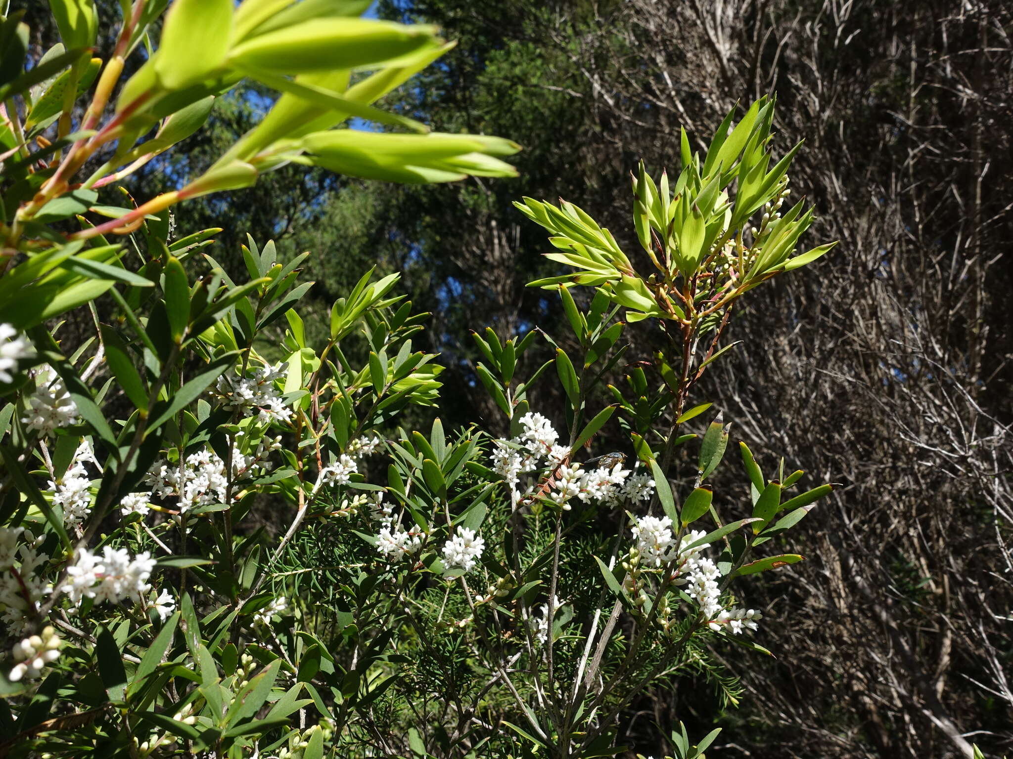 Image of Leucopogon australis R. Br.