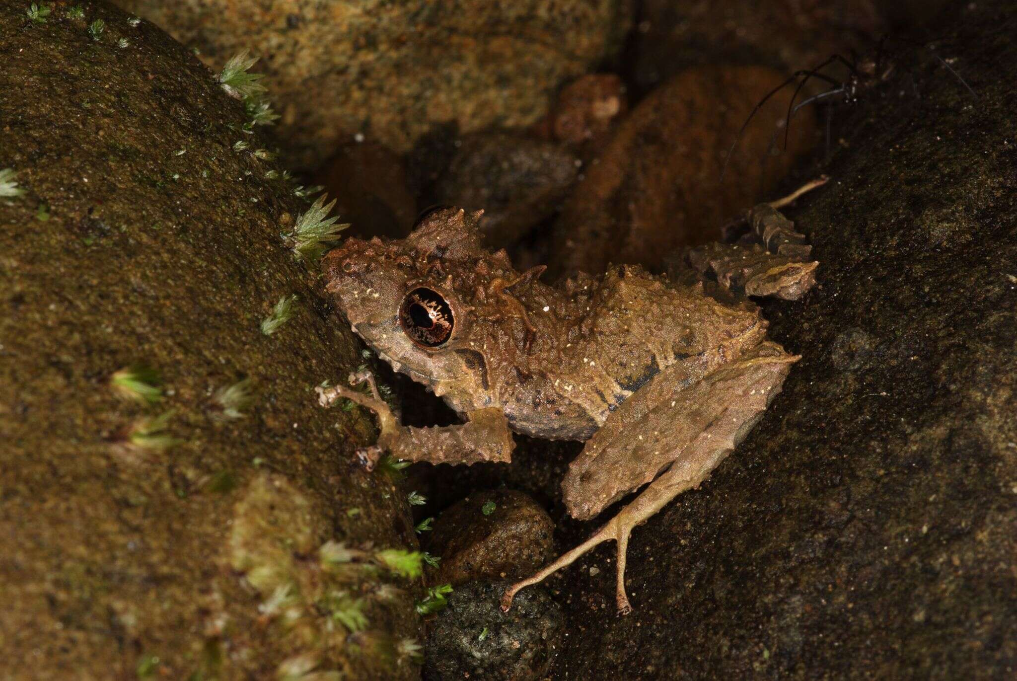 Image of Pristimantis muricatus (Lynch & Miyata 1980)