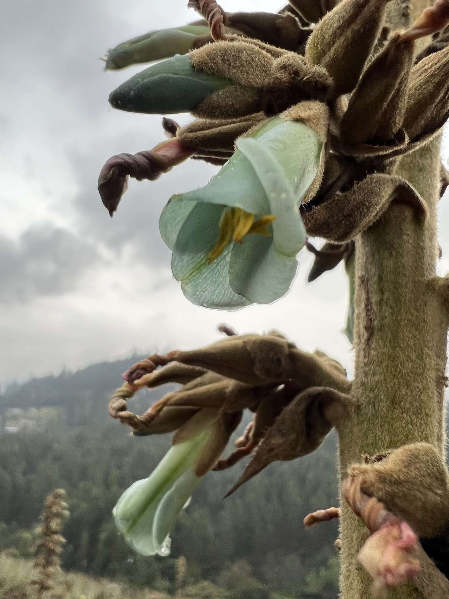 Imagem de Puya bicolor Mez