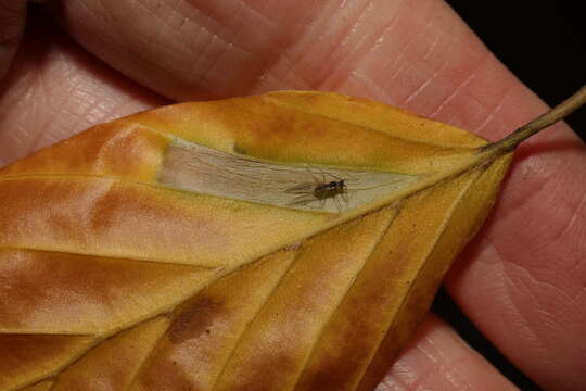 Plancia ëd Phyllonorycter maestingella (Müller 1764)