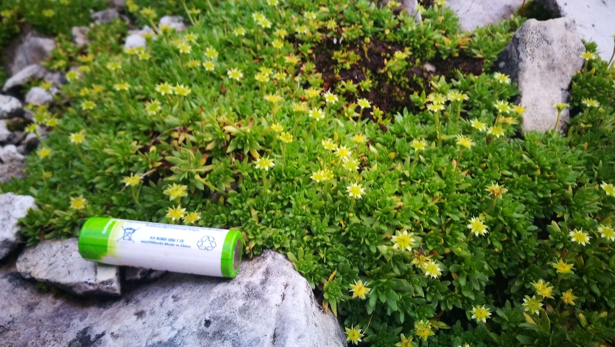 Plancia ëd Saxifraga sedoides L.