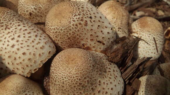 Plancia ëd Leucoagaricus americanus (Peck) Vellinga 2000