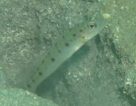 Image of Ambanoro shrimpgoby