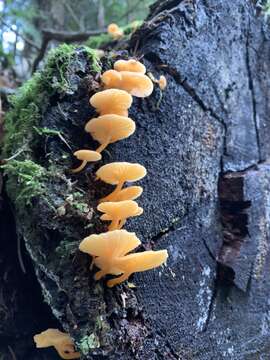 Image of Chrysomphalina aurantiaca (Peck) Redhead 1987