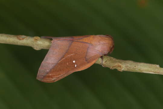 Image of Syssphinx colla Dyar 1907