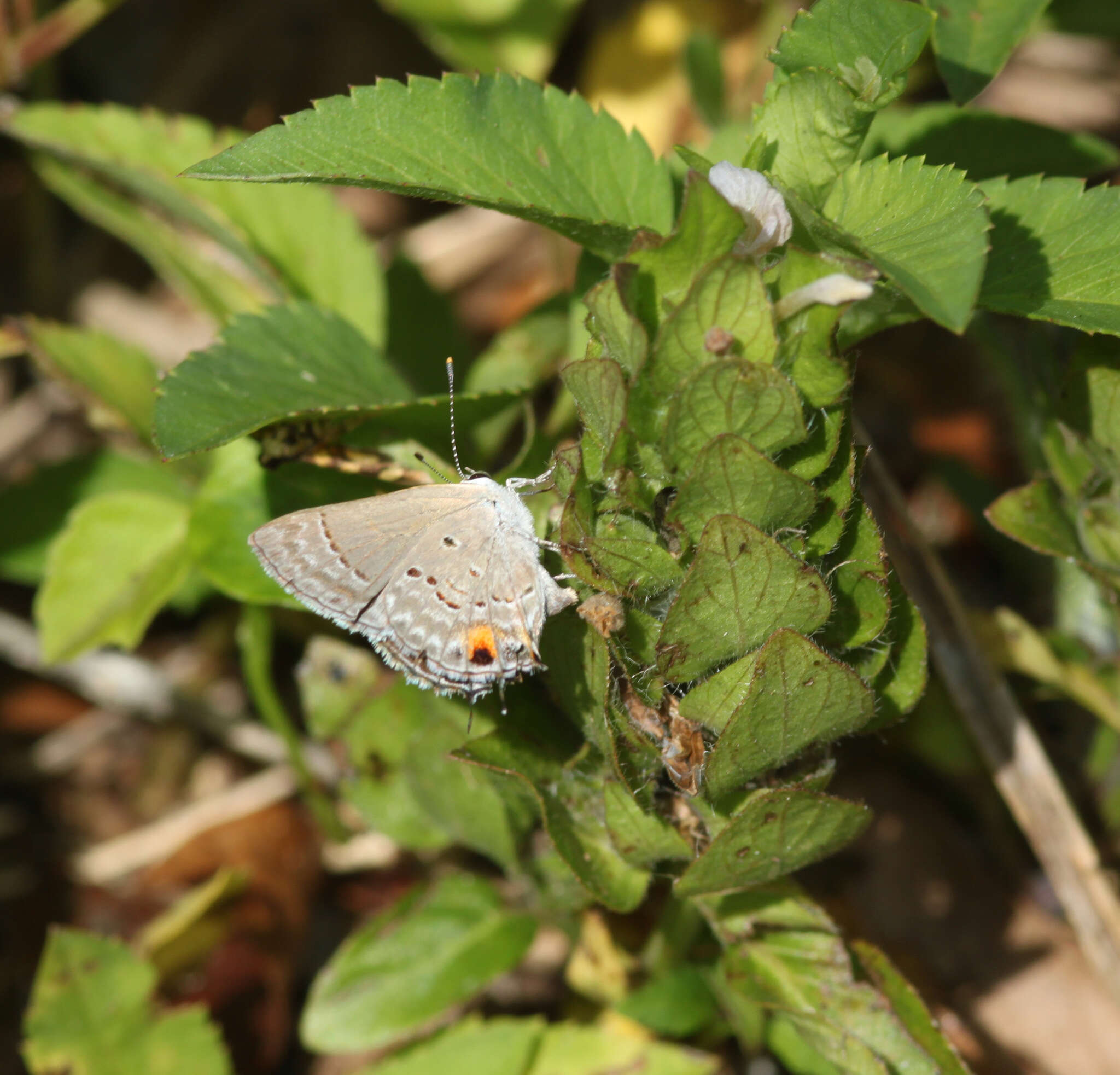 Callicista columella (Fabricius 1793) resmi