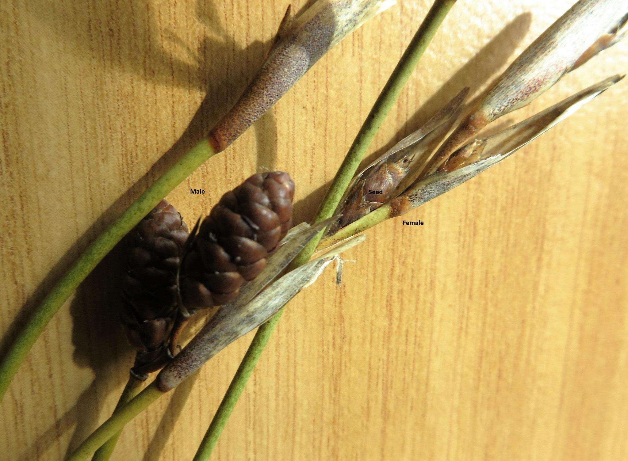 Nevillea obtusissimus (Steud.) H. P. Linder的圖片