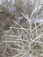 Image of Hakea leucoptera subsp. leucoptera