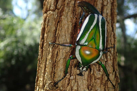 Image of Dicronorhina derbyana derbyana Westwood 1842