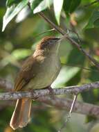 Image of Charlotte's Bulbul