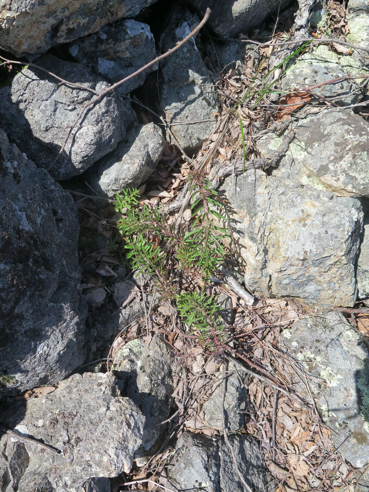 Image of <i>Sedum selskianum</i> Regel & Maak