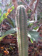 Imagem de Pilosocereus catingicola (Gürke) Byles & G. D. Rowley