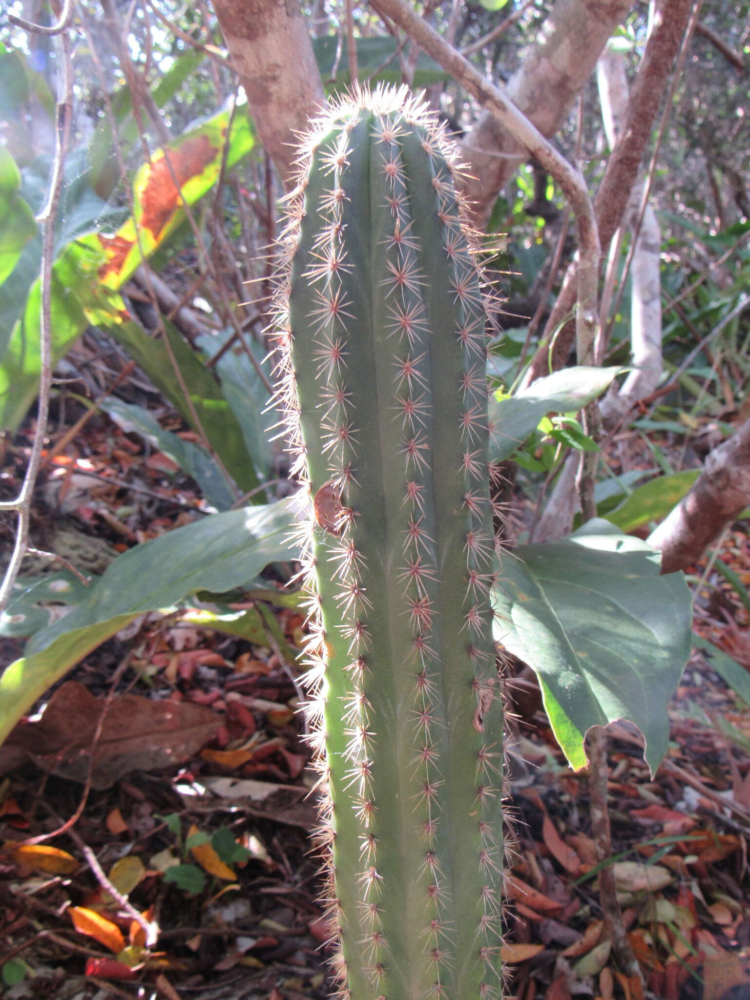 Imagem de Pilosocereus catingicola (Gürke) Byles & G. D. Rowley