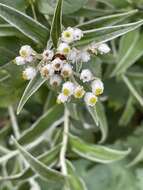 Image of Three-nerved Pearly Everlasting