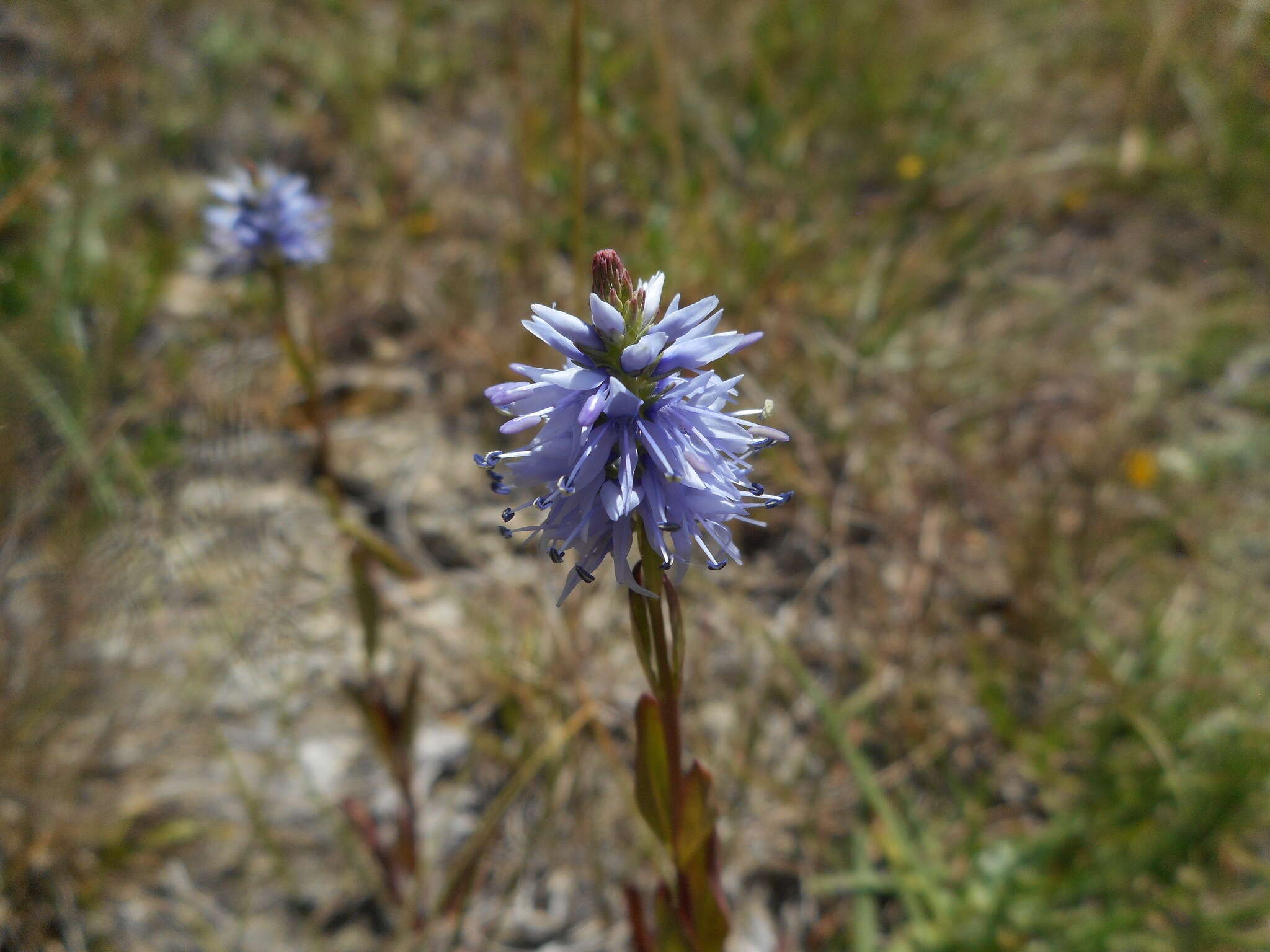 Imagem de Veronica barrelieri subsp. nitens (Host) Albach