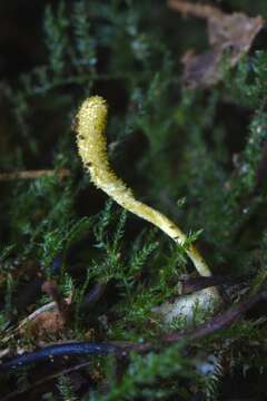 صورة Cordyceps bifusispora O. E. Erikss. 1982