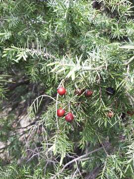 Imagem de Juniperus oxycedrus subsp. oxycedrus