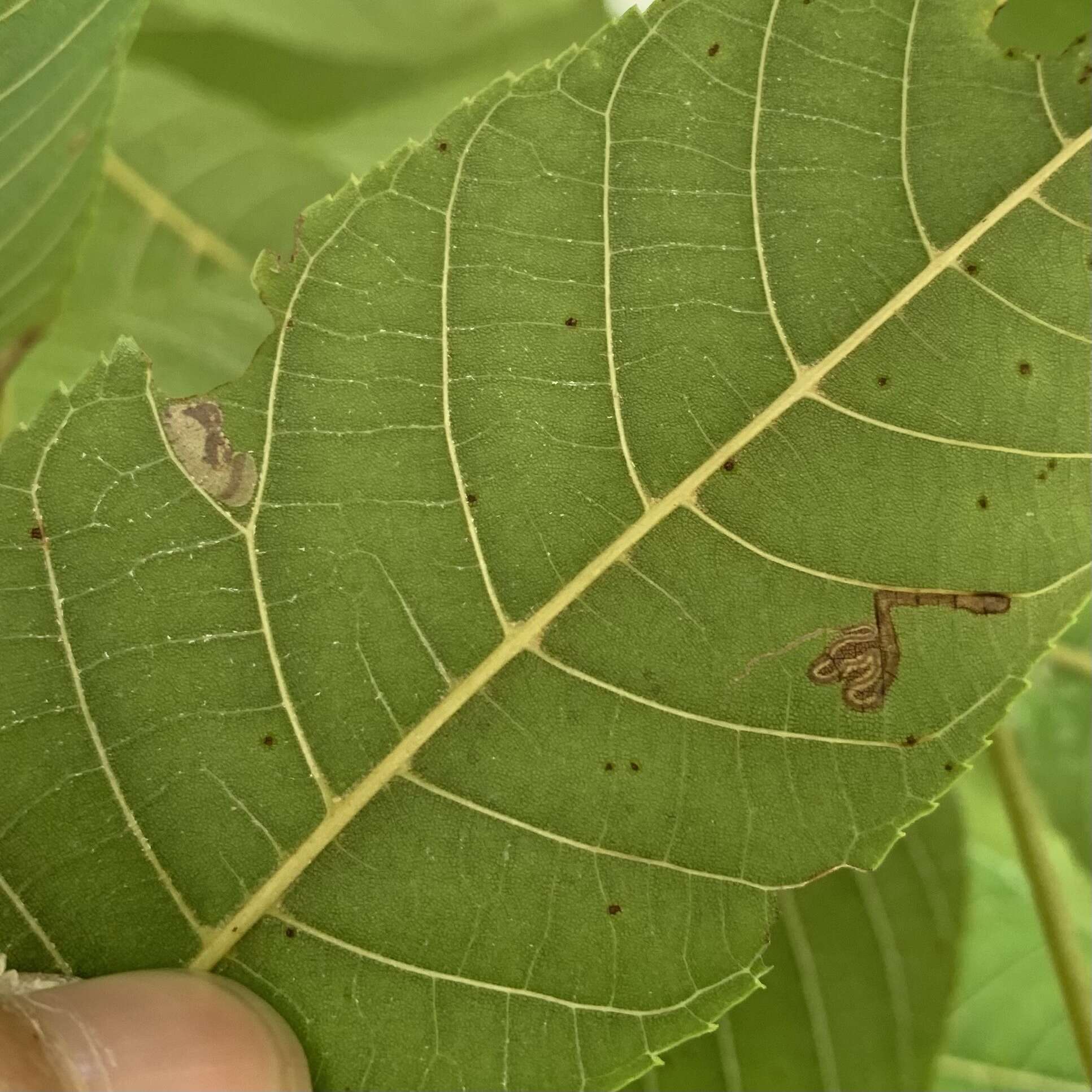 Imagem de Stigmella juglandifoliella (Clemens 1861) Wilkinson et al. 1979