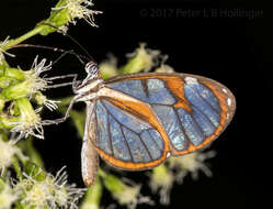 Imagem de Ithomia diasia hippocrenis Bates 1866