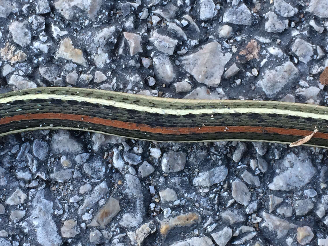 Image of Western Ribbon Snake