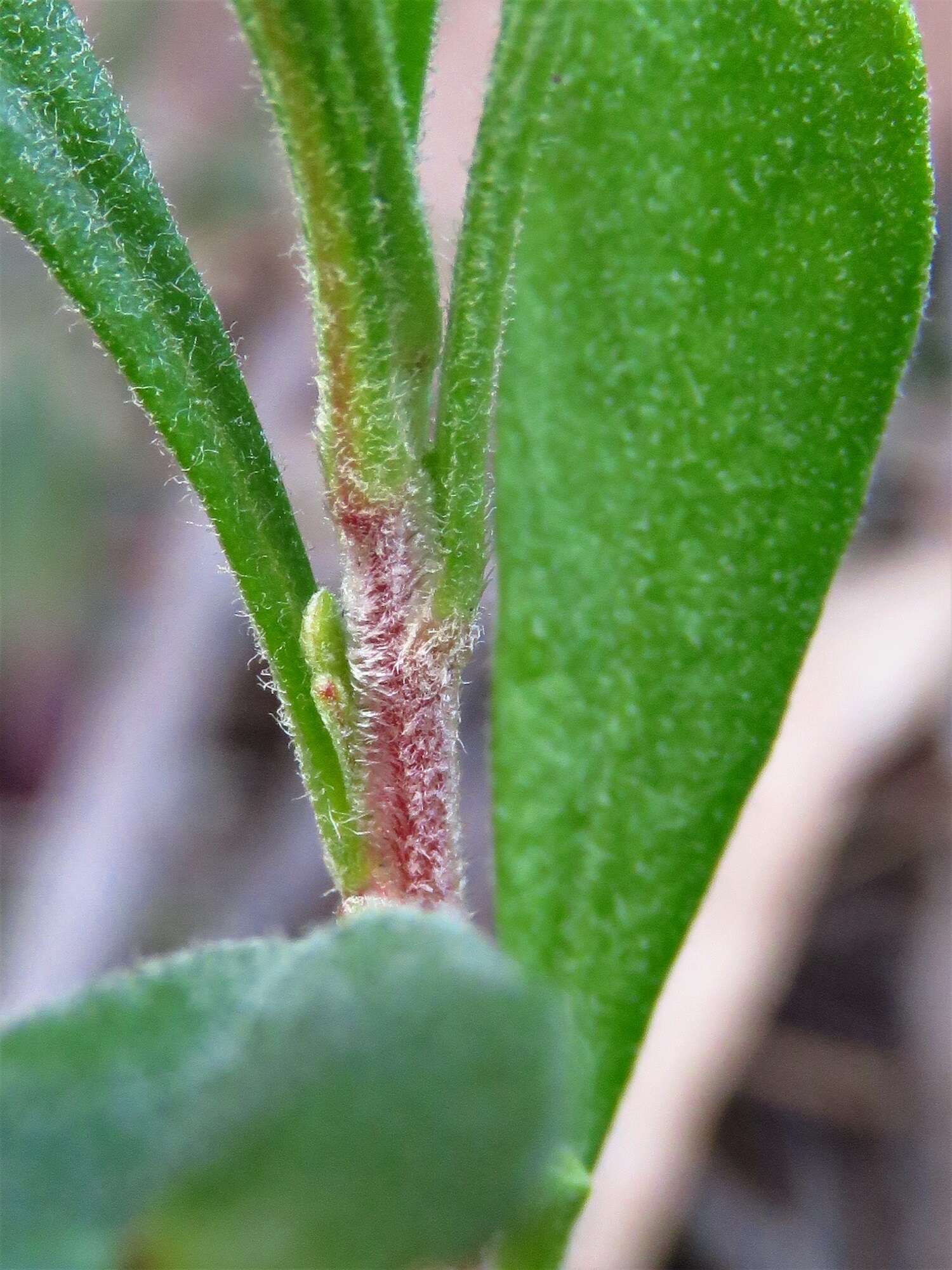 Image of Hibbertia circumdans B. J. Conn