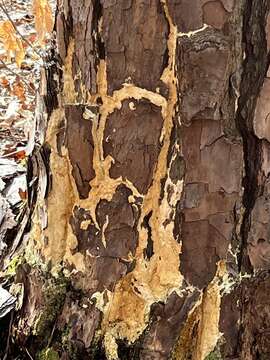 Image of Butyrea luteoalba (P. Karst.) Miettinen 2016