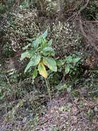 Image of Crambe santosii Bramwell