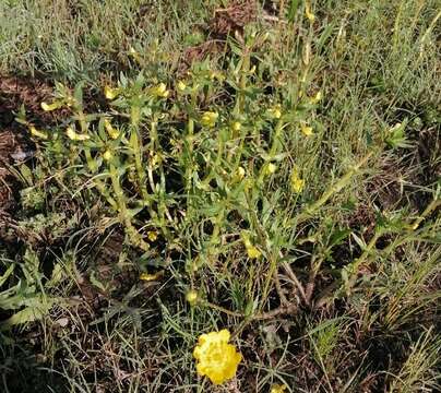 Plancia ëd Gratiola oresbia Robinson