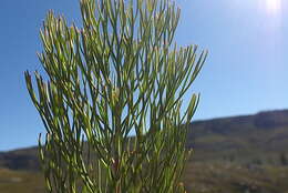 Image of Paranomus dregei (Buek. ex Meissn.) Kuntze