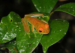 Image of Green Bright-eyed Frog