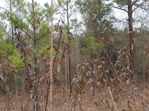 Image of toughleaf dogwood