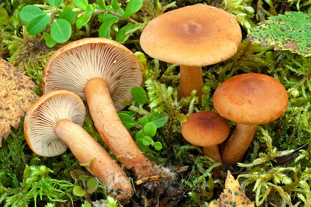 Image of Birch Milkcap