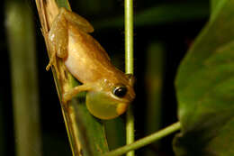 Image of Hyperolius sylvaticus Schiøtz 1967