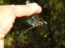 Image of Green-striped Darner