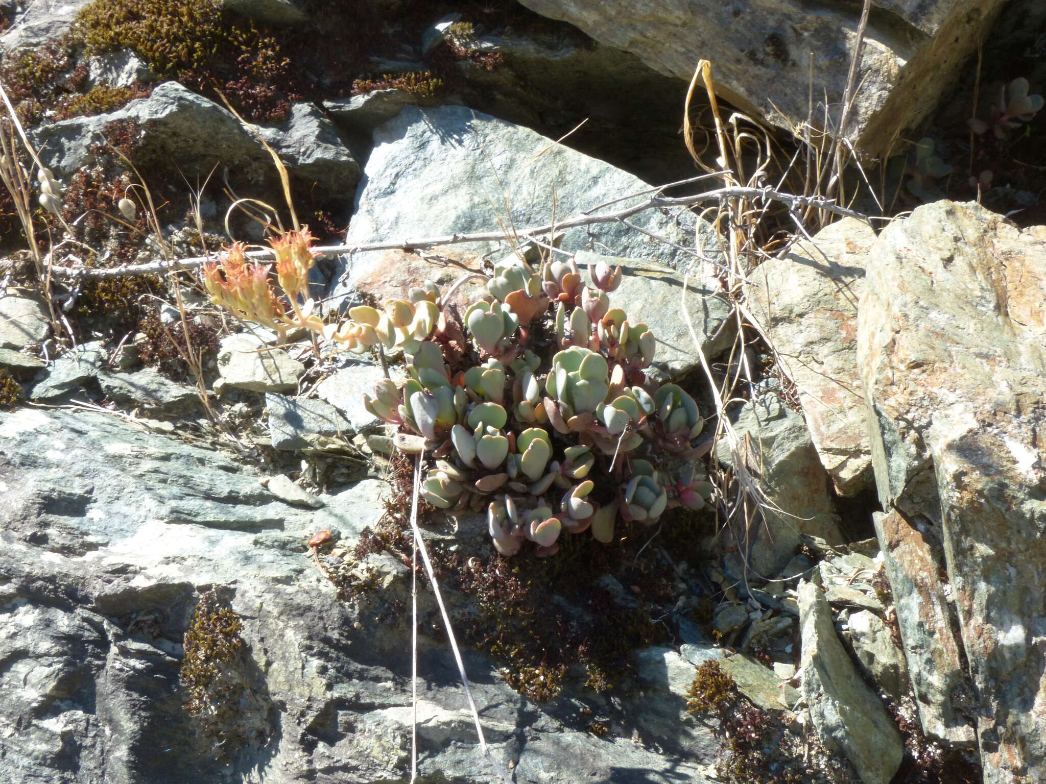 Image of Heckner's stonecrop