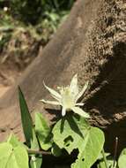 Passiflora capsularis L. resmi