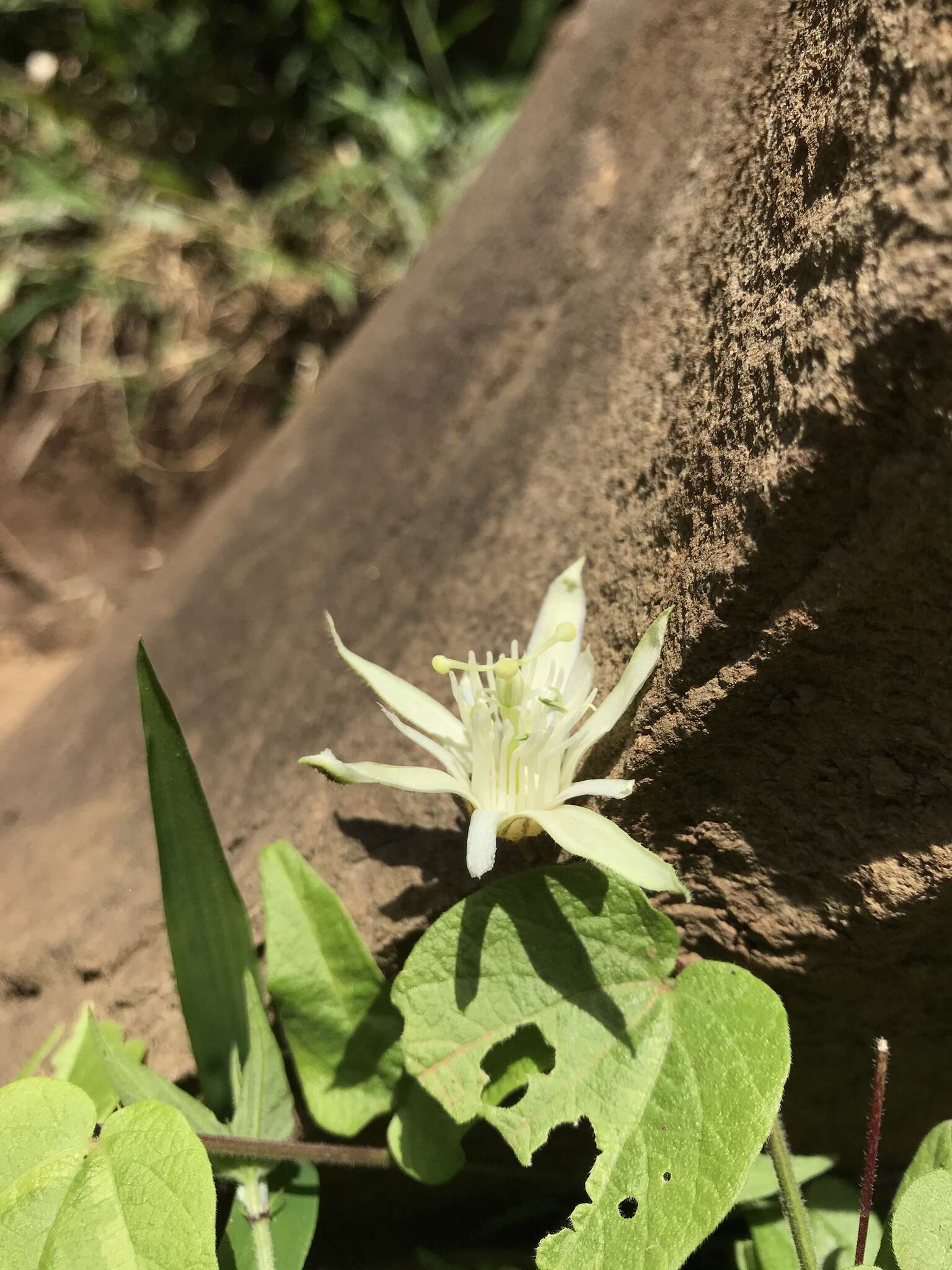 Image of Passiflora capsularis L.