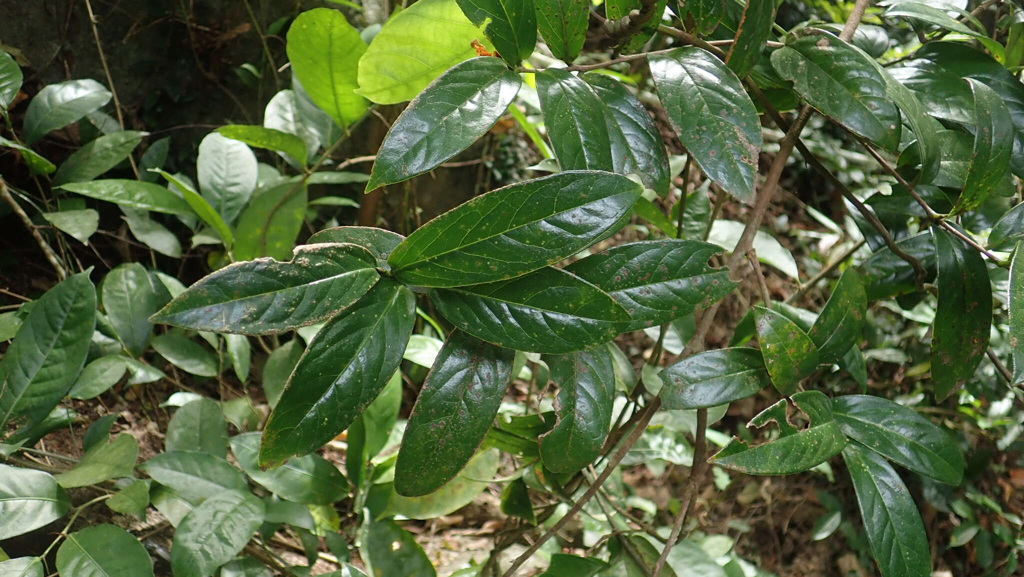 Camellia furfuracea (Merr.) Cohen-Stuart resmi