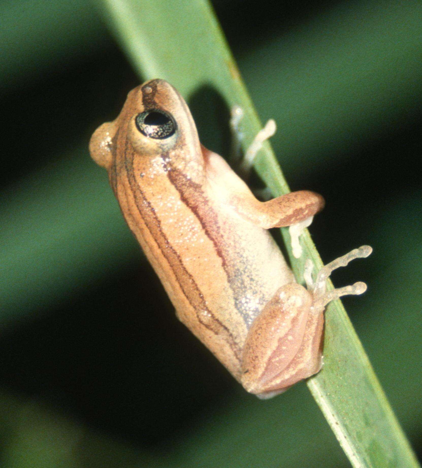 Image of Silvery Tree Frog