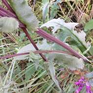 Image of Senecio callosus Sch. Bip.