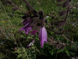 Image of Salvia przewalskii Maxim.