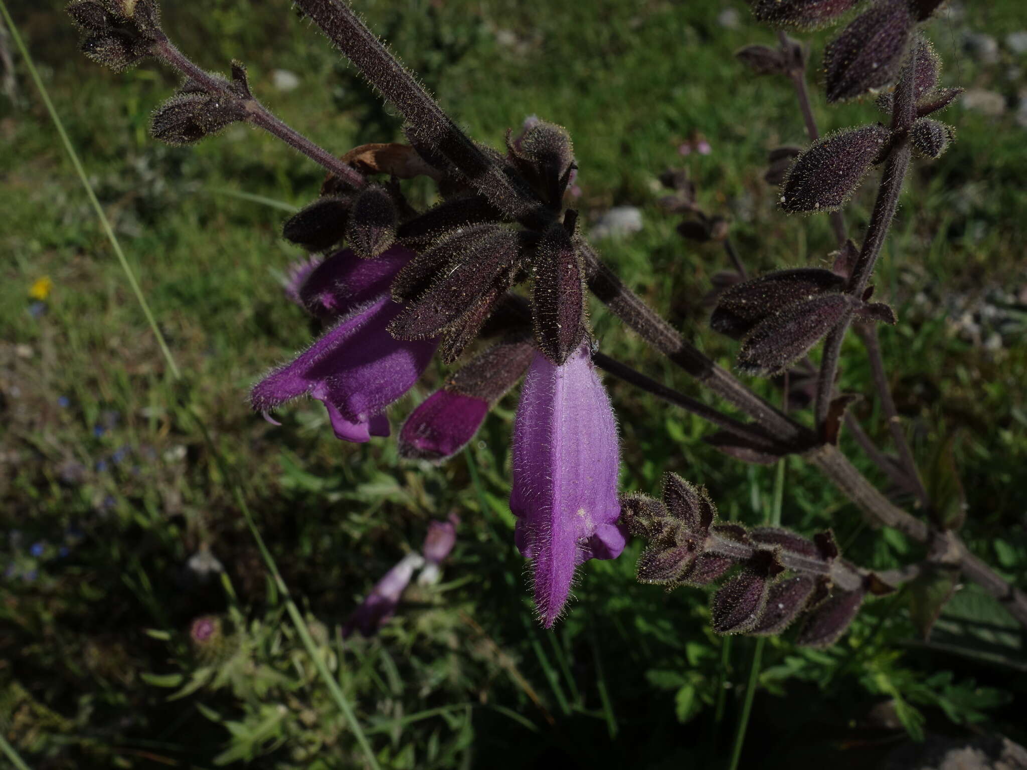 Salvia przewalskii Maxim. resmi