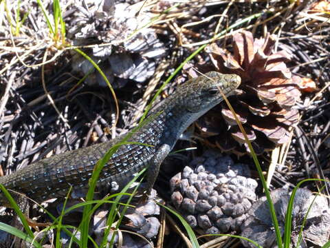 Image of Northern Alligator Lizard