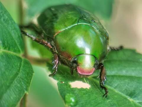 Image of Anomala cupripes (Hope 1839)